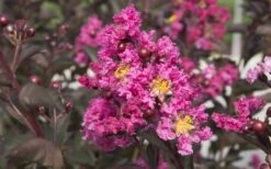 Delta Fusion Crape Myrtle - 2 Gallon Pot -Plantify Shop Crape Myrtle Delta Fusion 2