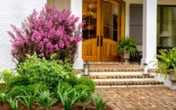 Delta Fusion Crape Myrtle - 2 Gallon Pot -Plantify Shop Crape Myrtle Delta Fusion 5