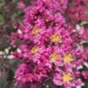 Delta Fusion Crape Myrtle - 2 Gallon Pot -Plantify Shop Crape Myrtle Delta Fusion 7