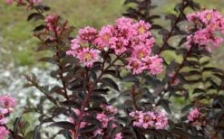Delta Jazz Crape Myrtle - 2 Gallon Pot -Plantify Shop Crape Myrtle Delta Jazz