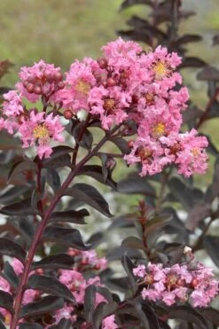 Delta Jazz Crape Myrtle - 2 Gallon Pot -Plantify Shop Crape Myrtle Delta Jazz Rev 500x750 1