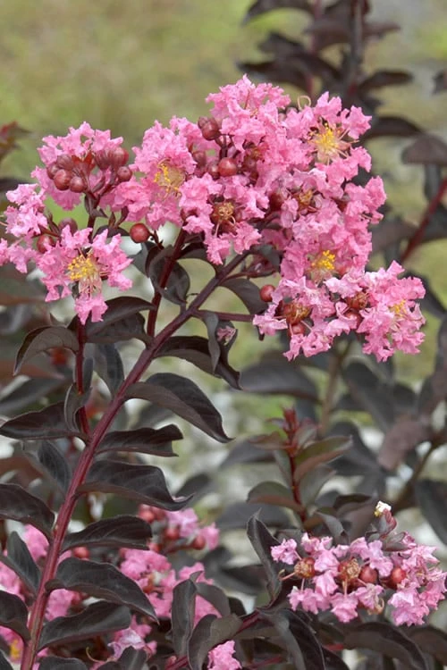 Delta Jazz Crape Myrtle - 3 Gallon Pot 8 Delta Jazz Crape Myrtle - 3 Gallon Pot - Image 6