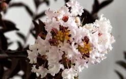 Delta Moonlight Crape Myrtle - 2 Gallon Pot -Plantify Shop Crape Myrtle Delta Moonlight