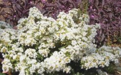 Diamond Dazzle Dwarf Crape Myrtle - 1 Gallon Pot -Plantify Shop Crape Myrtle Diamond Dazzle