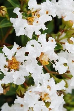 Diamond Dazzle Dwarf Crape Myrtle - 2 Gallon Pot -Plantify Shop Crape Myrtle Diamond Dazzle BS 1