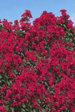 Double Dynamite Crape Myrtle Tree (Single Trunk Tree) - 7 Gallon Pot (5-6') -Plantify Shop Crape Myrtle Double Dynamite 26 1