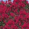 Double Dynamite Crape Myrtle - 2 Gallon Pot -Plantify Shop Crape Myrtle Double Dynamite 26
