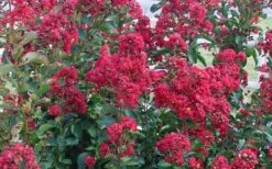 Double Feature Red Crape Myrtle - 3 Gallon Pot -Plantify Shop Crape Myrtle Double Feature 50