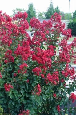 Double Feature Red Crape Myrtle - 3 Gallon Pot -Plantify Shop Crape Myrtle Double Feature Rev 500x750 1