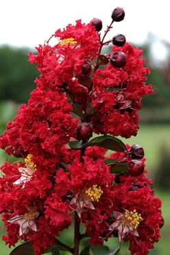 Dynamite Red Crape Myrtle - 7 Gallon Pot (5-6') -Plantify Shop Crape Myrtle Dynamite Rev 2 500x750 2