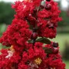 Dynamite Red Crape Myrtle - 3 Gallon Pot -Plantify Shop Crape Myrtle Dynamite Rev 2 500x750 3