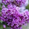 Early Bird Purple Crape Myrtle - 2 Gallon Pot 1 Early Bird Purple Crape Myrtle - 2 Gallon Pot -Plantify Shop Crape Myrtle Early Bird BS