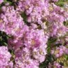 Early Bird Lavender Crape Myrtle - 3 Gallon Pot -Plantify Shop Crape Myrtle Early Bird Lavender 27