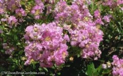 Early Bird Lavender Crape Myrtle - 3 Gallon Pot -Plantify Shop Crape Myrtle Early Bird Lavender 6