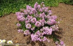 Early Bird Lavender Crape Myrtle - 3 Gallon Pot -Plantify Shop Crape Myrtle Early Bird Lavender 7