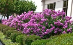 Early Bird Purple Crape Myrtle - 2 Gallon Pot -Plantify Shop Crape Myrtle Early Bird Purple 2