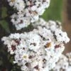 Ebony & Ivory Crape Myrtle - 3 Gallon Pot 2 Ebony & Ivory Crape Myrtle - 3 Gallon Pot -Plantify Shop Crape Myrtle Ebony And Ivory 500x750 1