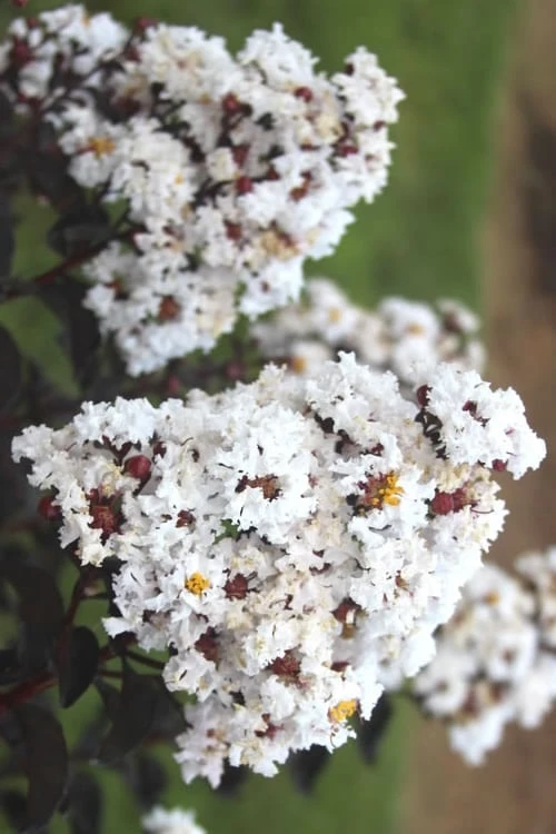 Ebony & Ivory Crape Myrtle - 3 Gallon Pot 3 Ebony & Ivory Crape Myrtle - 3 Gallon Pot