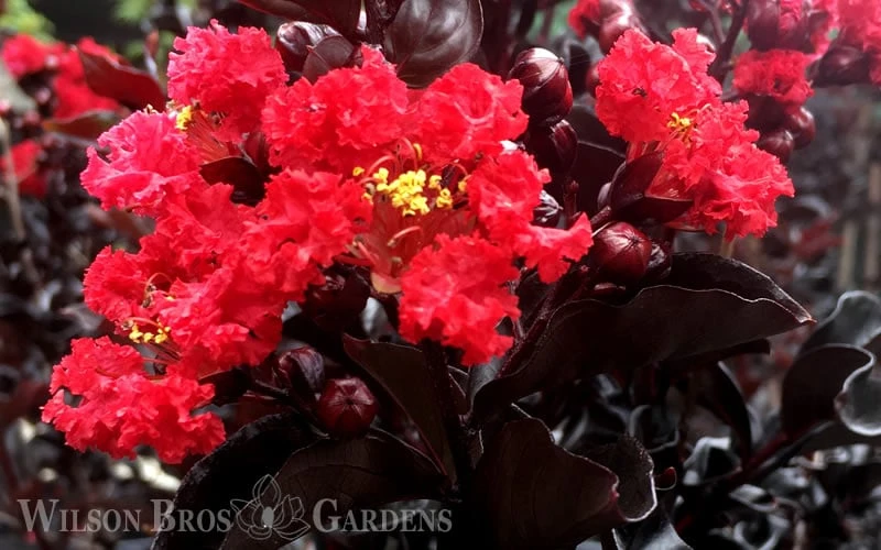 Ebony Flame Crape Myrtle - 7 Gallon Pot (4-5') 9 Ebony Flame Crape Myrtle - 7 Gallon Pot (4-5') - Image 7