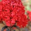 Ebony Flame Crape Myrtle - 3 Gallon Pot -Plantify Shop Crape Myrtle Ebony Flame 21 1