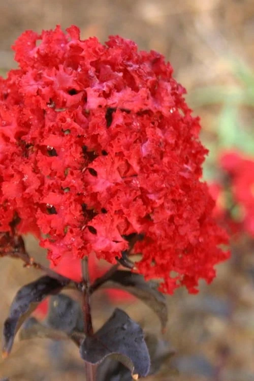 Ebony Flame Crape Myrtle - 7 Gallon Pot (4-5') 3 Ebony Flame Crape Myrtle - 7 Gallon Pot (4-5')