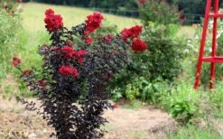 Ebony Flame Crape Myrtle - 3 Gallon Pot -Plantify Shop Crape Myrtle Ebony Flame Tree 1