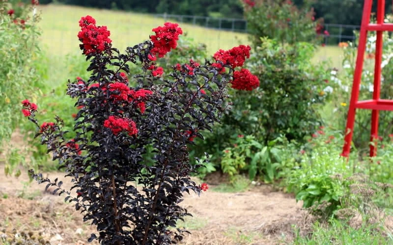 Ebony Flame Crape Myrtle - 7 Gallon Pot (4-5') 8 Ebony Flame Crape Myrtle - 7 Gallon Pot (4-5') - Image 6