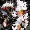 Delta Moonlight Crape Myrtle - 2 Gallon Pot -Plantify Shop Crape Myrtle Ebony Ivory BS