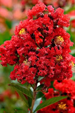 Enduring Summer Red Crape Myrtle Tree (Single Trunk) - 7 Gallon Pot -Plantify Shop Crape Myrtle Enduring Summer Redr BS 2