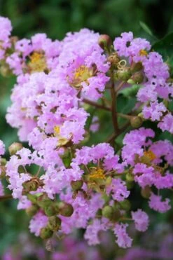Muskogee Lavender Crape Myrtle Tree (Single Trunk) - 5 Gallon Pot 9 Muskogee Lavender Crape Myrtle Tree (Single Trunk) - 5 Gallon Pot -Plantify Shop Crape Myrtle Muskgogee BS 1