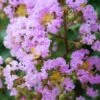 Muskogee Lavender Crape Myrtle - 5 Gallon Pot -Plantify Shop Crape Myrtle Muskgogee BS 3