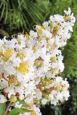 Natchez White Crape Myrtle - 1 Gallon Pot -Plantify Shop Crape Myrtle Natchez 11 1