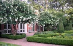 Natchez White Crape Myrtle - 1 Gallon Pot -Plantify Shop Crape Myrtle Natchez 13 1