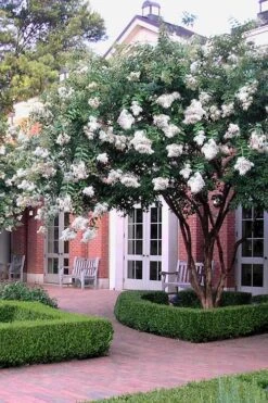 Natchez White Crape Myrtle - 1 Gallon Pot -Plantify Shop Crape Myrtle Natchez 14 1