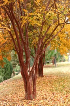 Natchez White Crape Myrtle (Multi Trunk) - 7 Gallon Pot (4-5') -Plantify Shop Crape Myrtle Natchez 17