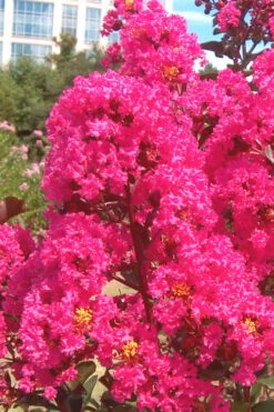 Pink Velour Crape Myrtle Tree - 3 Gallon Pot -Plantify Shop Crape Myrtle Pink Velour 12