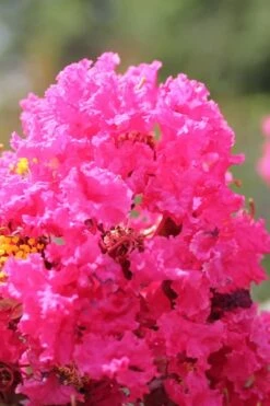 Pink Velour Crape Myrtle Tree - 3 Gallon Pot -Plantify Shop Crape Myrtle Pink Velour 14