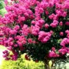 Pink Velour Crape Myrtle Tree - 3 Gallon Pot -Plantify Shop Crape Myrtle Pink Velour 17