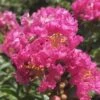 Pocomoke Dwarf Crape Myrtle - 6 Pack Of 1 Gallon Pots -Plantify Shop Crape Myrtle Pocomoke 26 2