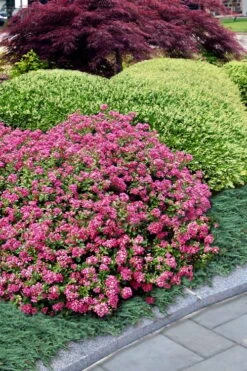 Pocomoke Dwarf Crape Myrtle - 6 Pack Of 1 Gallon Pots -Plantify Shop Crape Myrtle Pocomoke 27 2