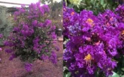 Purple Magic Crape Myrtle Tree (Multi Trunk) - 7 Gallon Pot -Plantify Shop Crape Myrtle Purple Magic 12