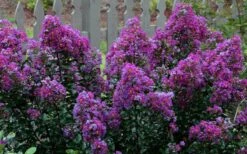 Purple Magic Crape Myrtle Tree (Multi Trunk) - 7 Gallon Pot -Plantify Shop Crape Myrtle Purple Magic 13