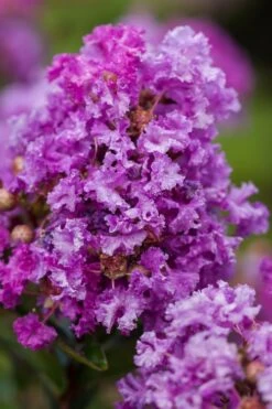 Purple Magic Crape Myrtle Tree (Single Trunk) - 7 Gallon Pot (6-7') -Plantify Shop Crape Myrtle Purple Magic 20 500x750 1