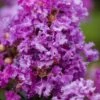 Purple Magic Crape Myrtle - 3 Gallon Pot -Plantify Shop Crape Myrtle Purple Magic 20 500x750 3
