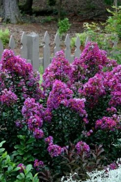 Purple Magic Crape Myrtle - 3 Gallon Pot -Plantify Shop Crape Myrtle Purple Magic 500x750 1