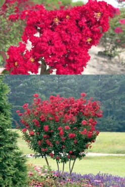 Red Rocket Crape Myrtle - 1 Gallon Pot -Plantify Shop Crape Myrtle Red Rocket 500x750 3