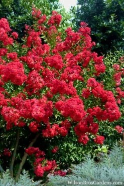 Red Rocket Crape Myrtle - 3 Gallon Pot (Single Trunk Tree) -Plantify Shop Crape Myrtle Red Rocket 7 3