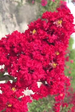 Red Rocket Crape Myrtle - 3 Gallon Pot