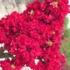 Red Rocket Crape Myrtle - 1 Gallon Pot -Plantify Shop Crape Myrtle Red Rocket Closeup 500x750 3
