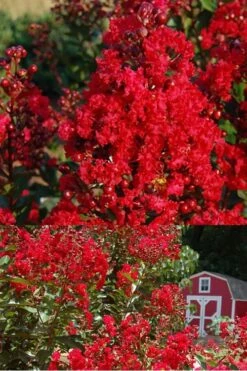 Red Rooster Crape Myrtle - 3 Gallon Pot -Plantify Shop Crape Myrtle Red Rooster 2 500 x750 1